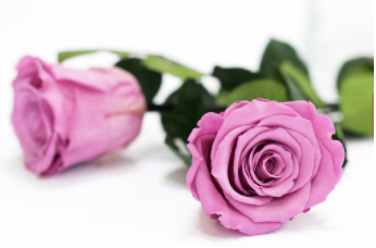 How Preserved Roses Are Made: The Science Behind Roses That Last a Year